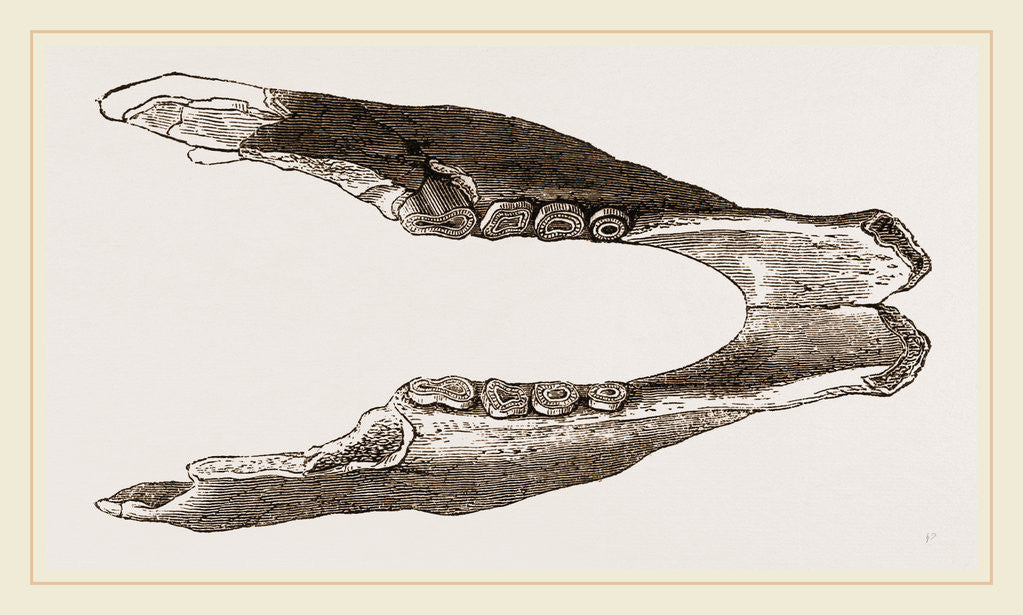 Detail of Lower Jaw of Mylodon by Anonymous