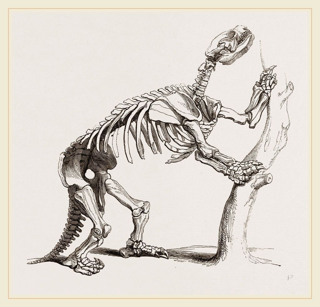 Detail of Skeleton of Mylodon robustus by Anonymous