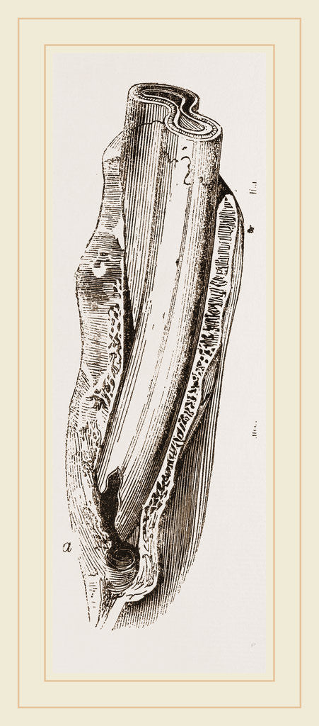 Detail of Tooth of Mylodon by Anonymous