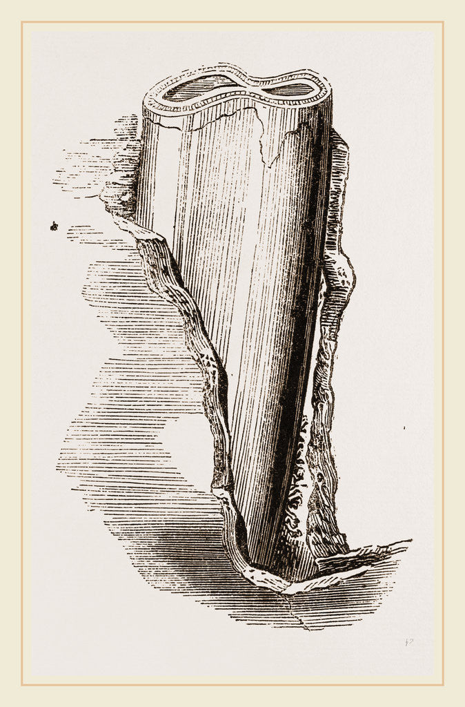 Detail of Tooth of Mylodon by Anonymous