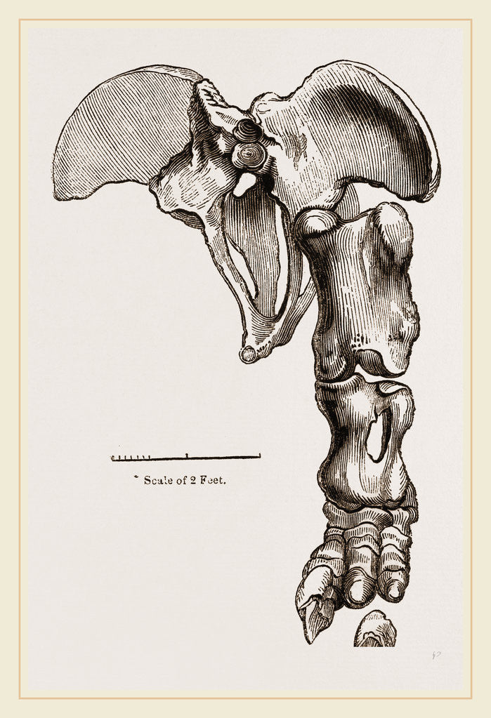 Detail of Pelvis and Hind-Leg of Megatherium by Anonymous