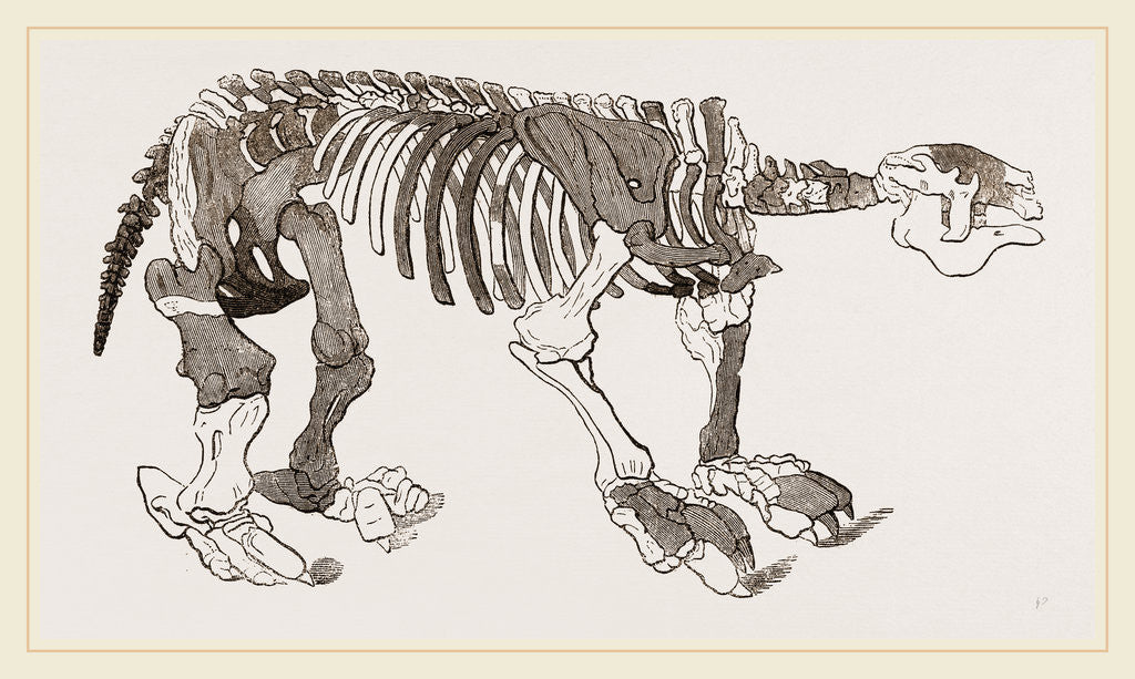 Detail of Skeleton of Megatherium by Anonymous
