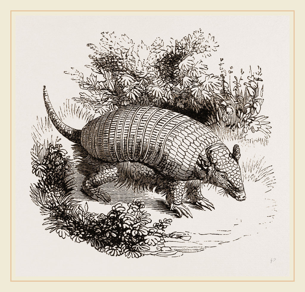 Detail of Armadillo by Anonymous