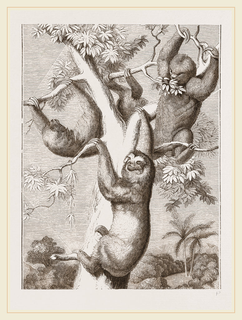 Detail of Sloths by Anonymous