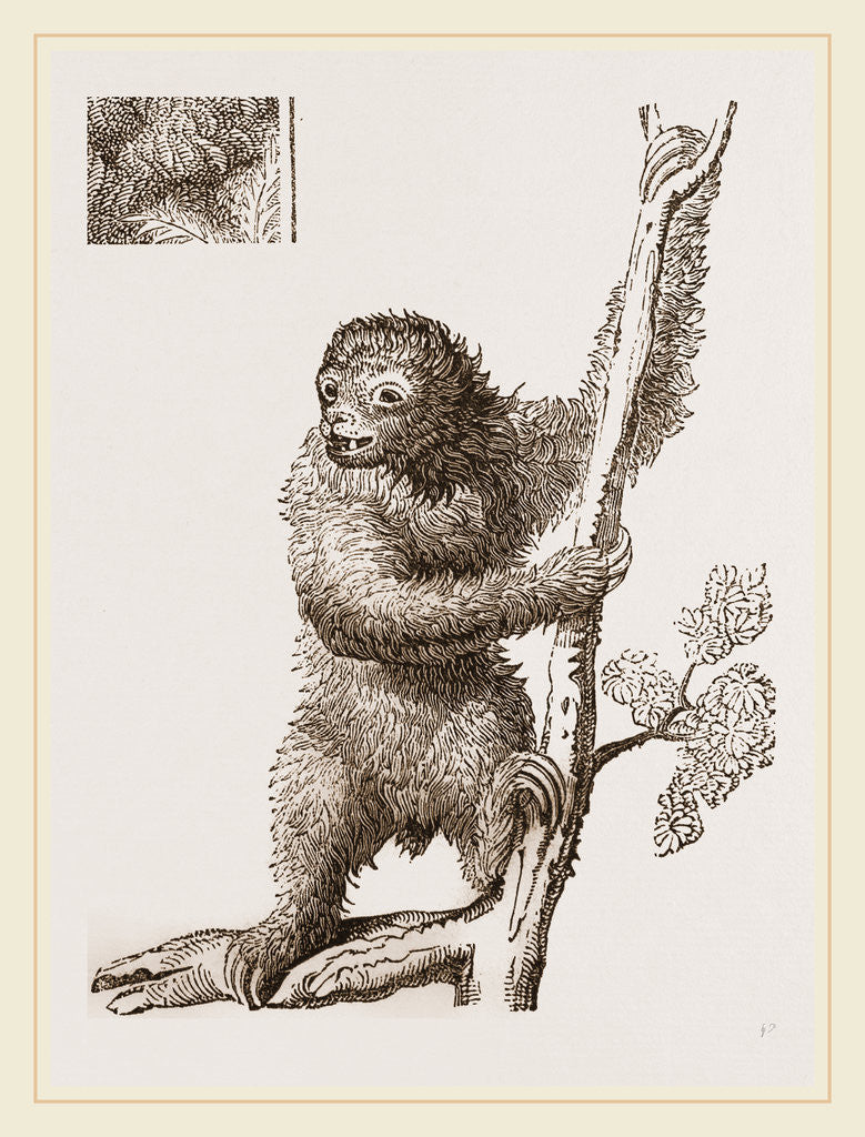 Detail of Sloth by Anonymous