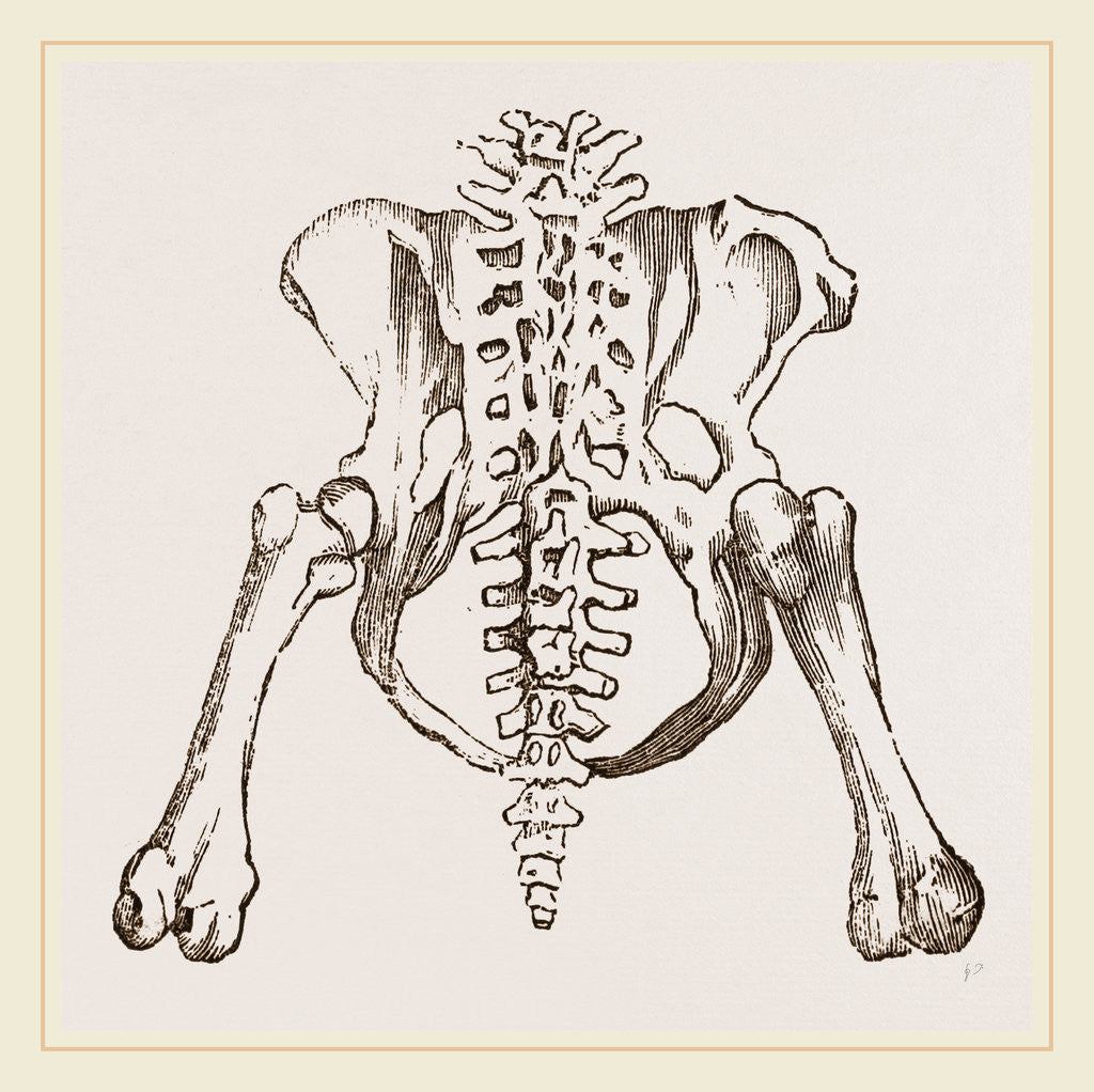 Detail of Pelvis of Sloth by Anonymous