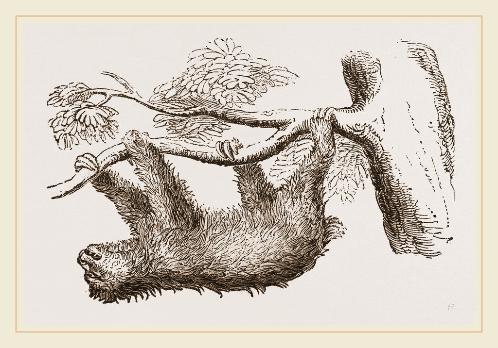 Detail of Sloth by Anonymous
