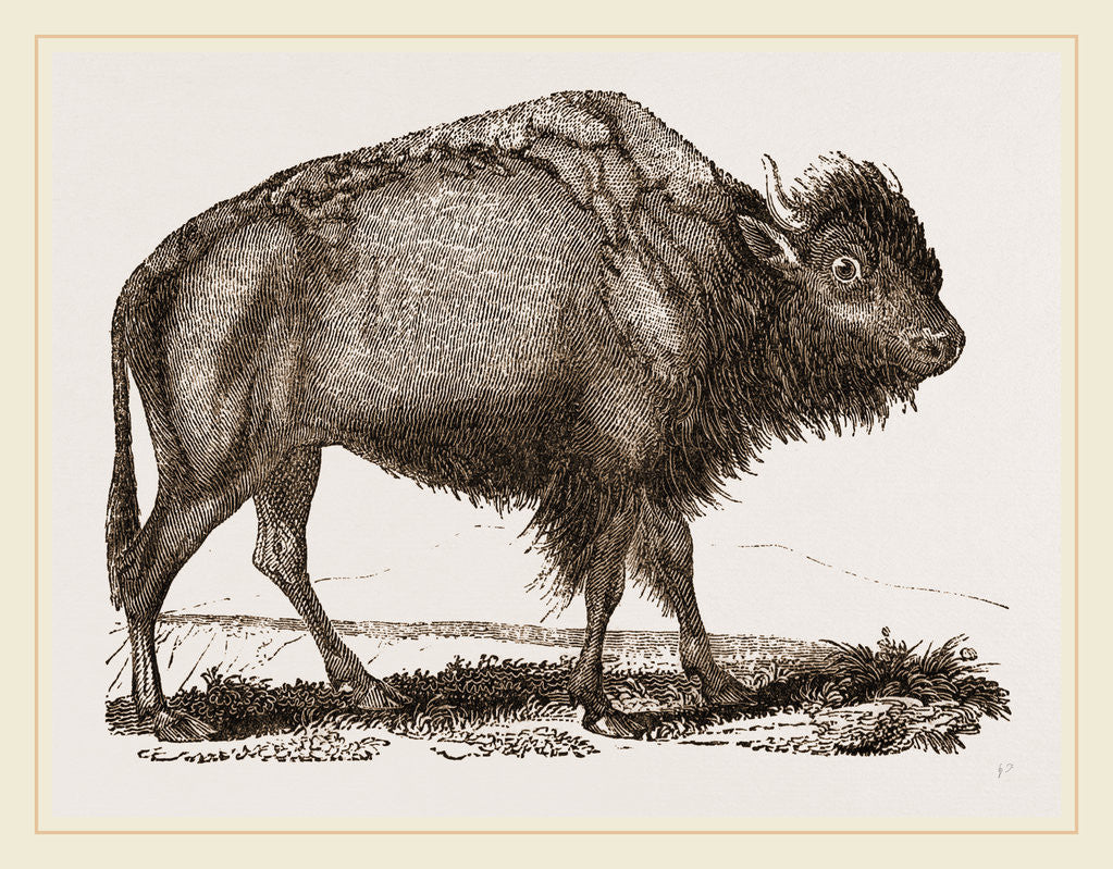 Detail of American Bison by Anonymous