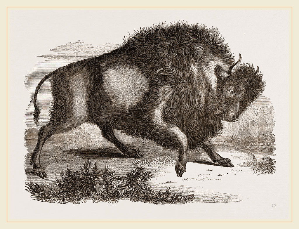 Detail of Amercan Bison by Anonymous