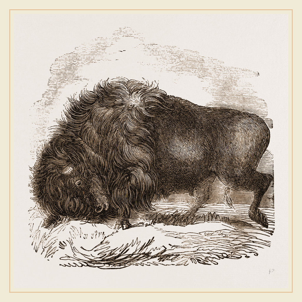 Detail of American Biscn by Anonymous