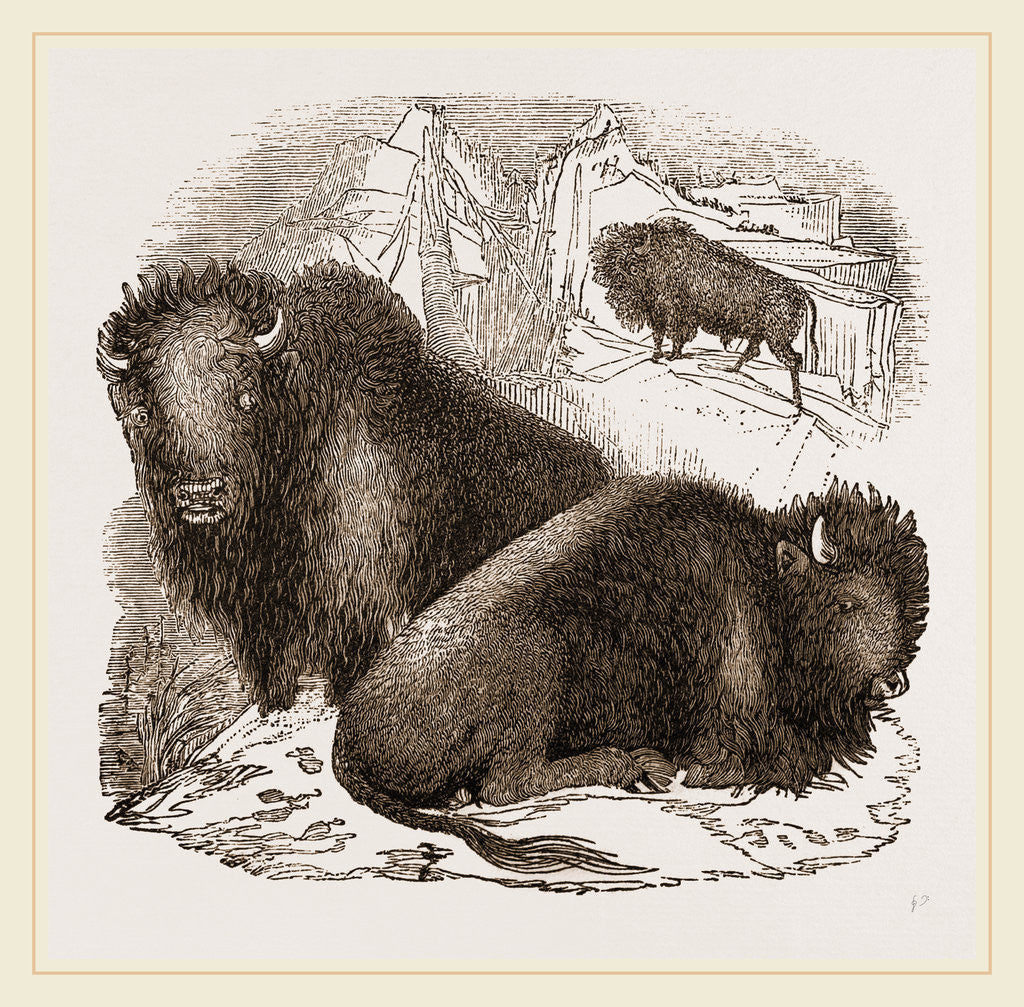 Detail of American Bisons by Anonymous