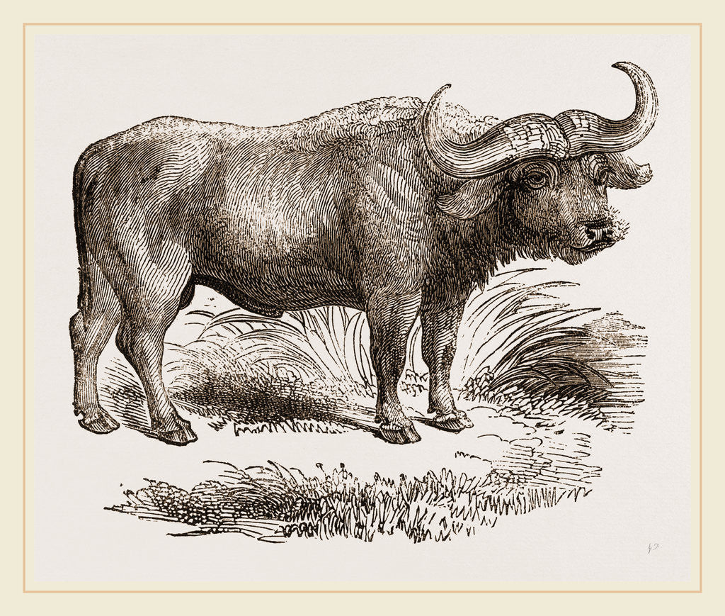 Detail of Cape Buffalo by Anonymous