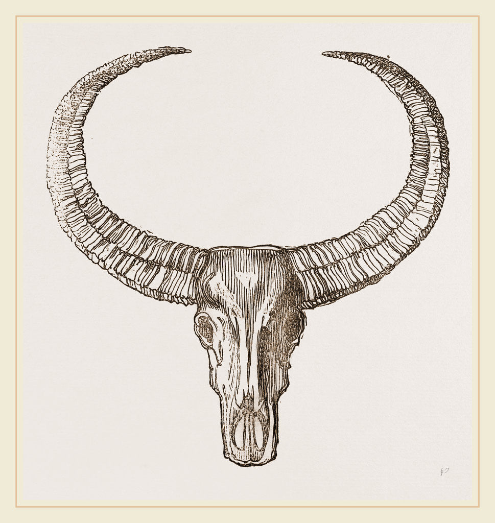 Detail of Horns of Arnee by Anonymous