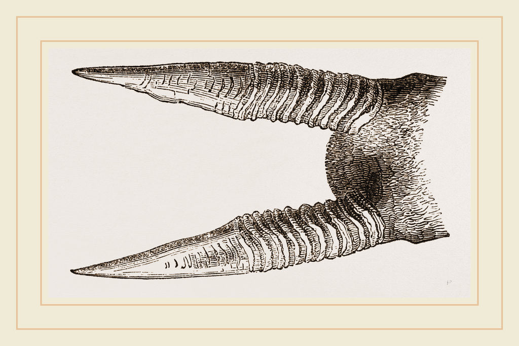 Detail of Horns of Anoa by Anonymous