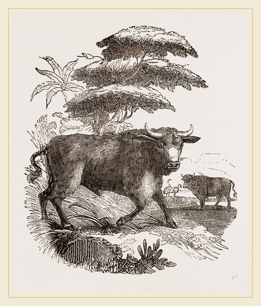 Detail of Cape Buffalo by Anonymous