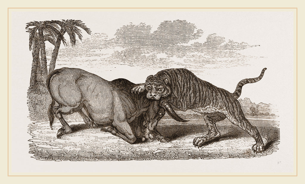 Detail of Tiger and Buffalo by Anonymous