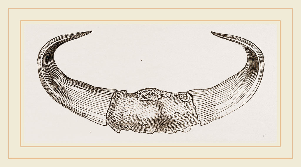 Detail of Horns of Gour by Anonymous