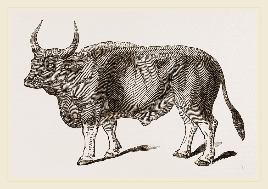 Detail of Jungly Gau by Anonymous