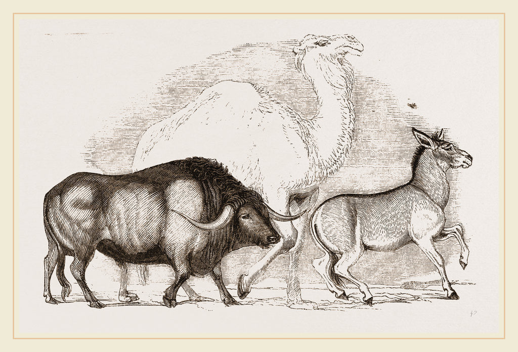 Detail of Syrian Ox Camel and Wild Ass by Anonymous