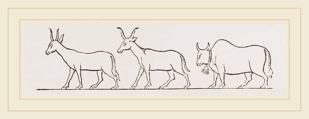 Detail of Oxen from Egyptian Sculpture Egypt by Anonymous