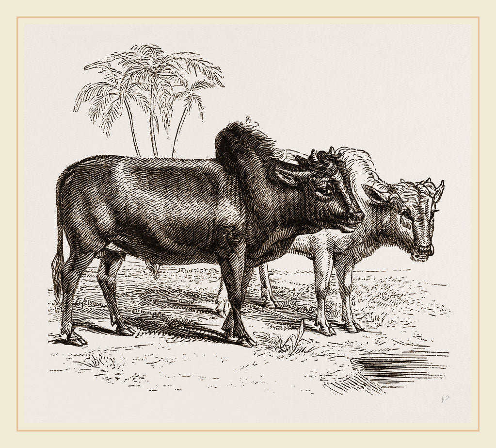 Detail of Zebus of the Zoological Gardens by Anonymous