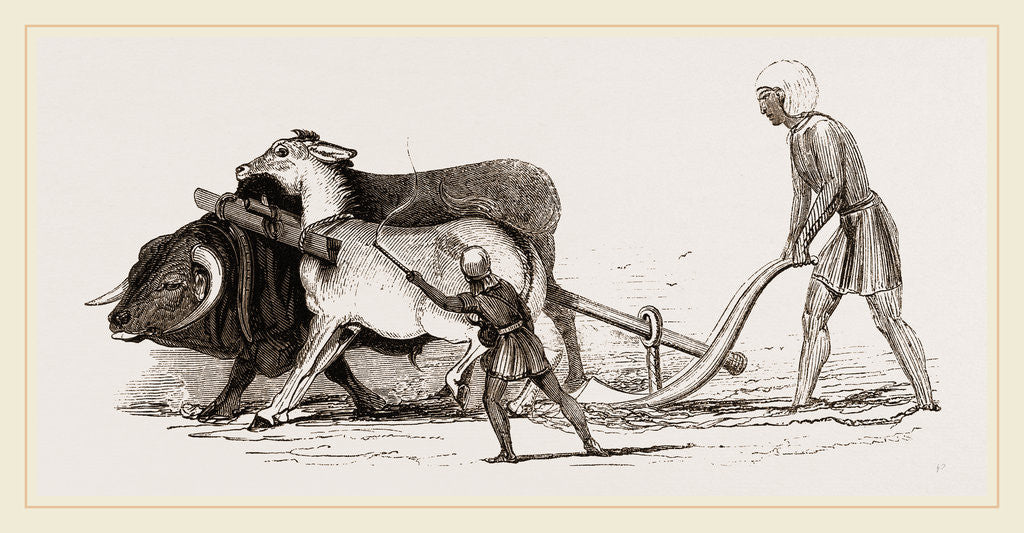 Detail of Ploughing with Ox and Ass by Anonymous