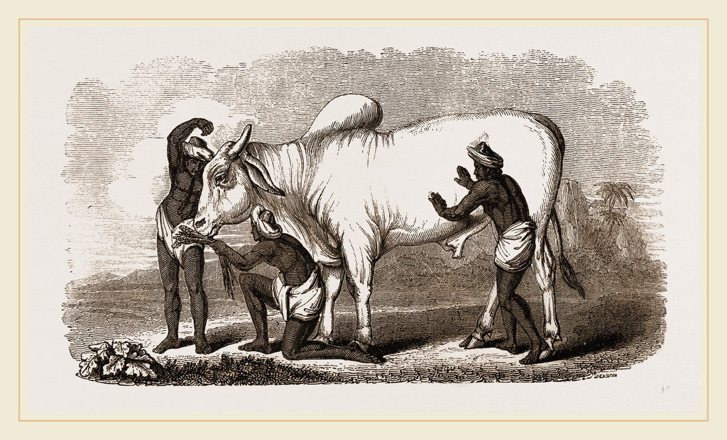 Detail of Brahmin Zebu Bull by Anonymous