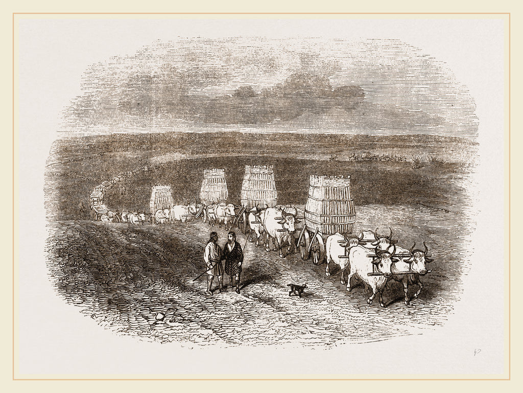 Detail of Bullock Caravan in Moldavia by Anonymous