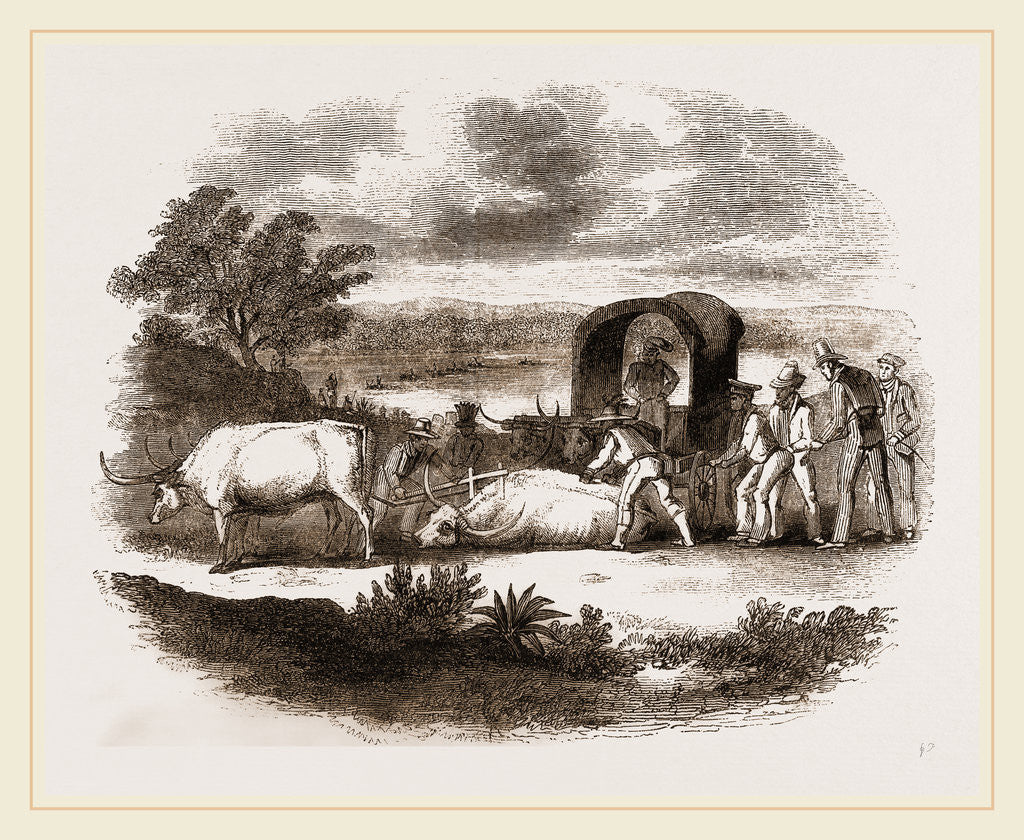 Detail of Bullock Waggon of South Africa by Anonymous