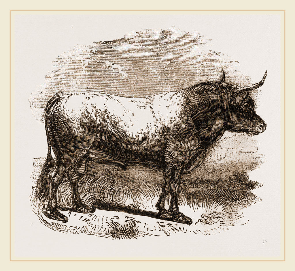 Detail of Ball of the Campagna of Rome Italy by Anonymous