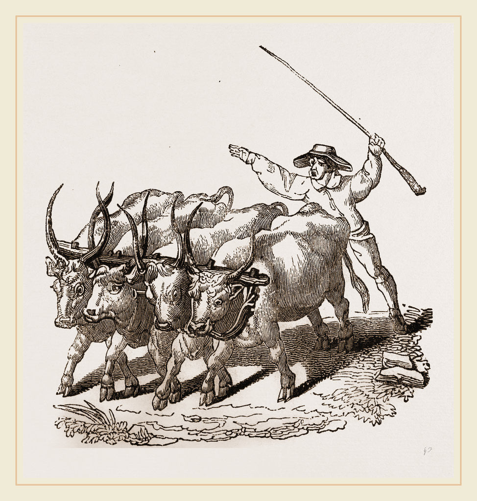 Detail of Driving Wild Cattle by Anonymous