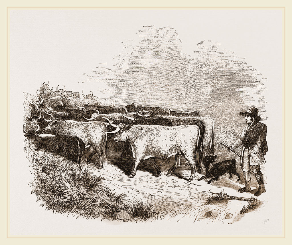 Detail of Cattle and Drover by Anonymous