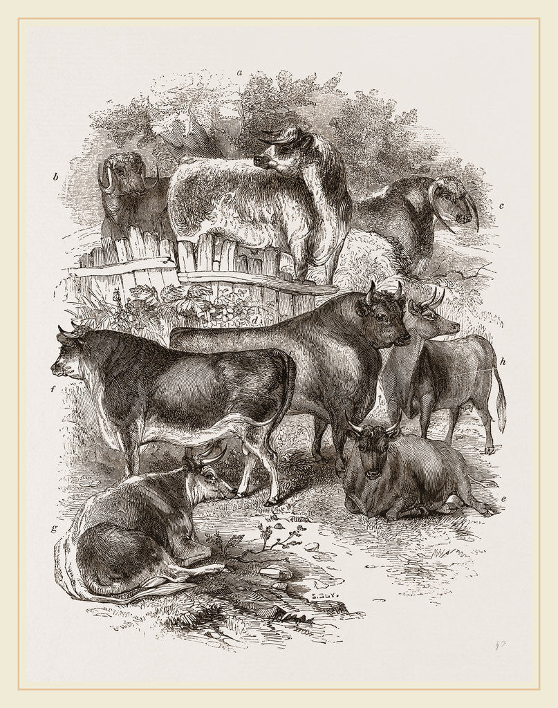 Detail of English domestic cattle UK by Anonymous