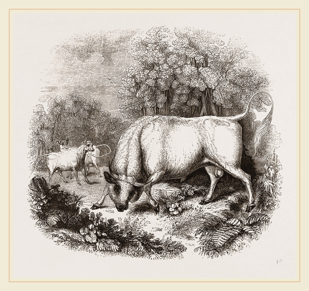 Detail of Wild White Cattle of Chillingham Park UK by Anonymous