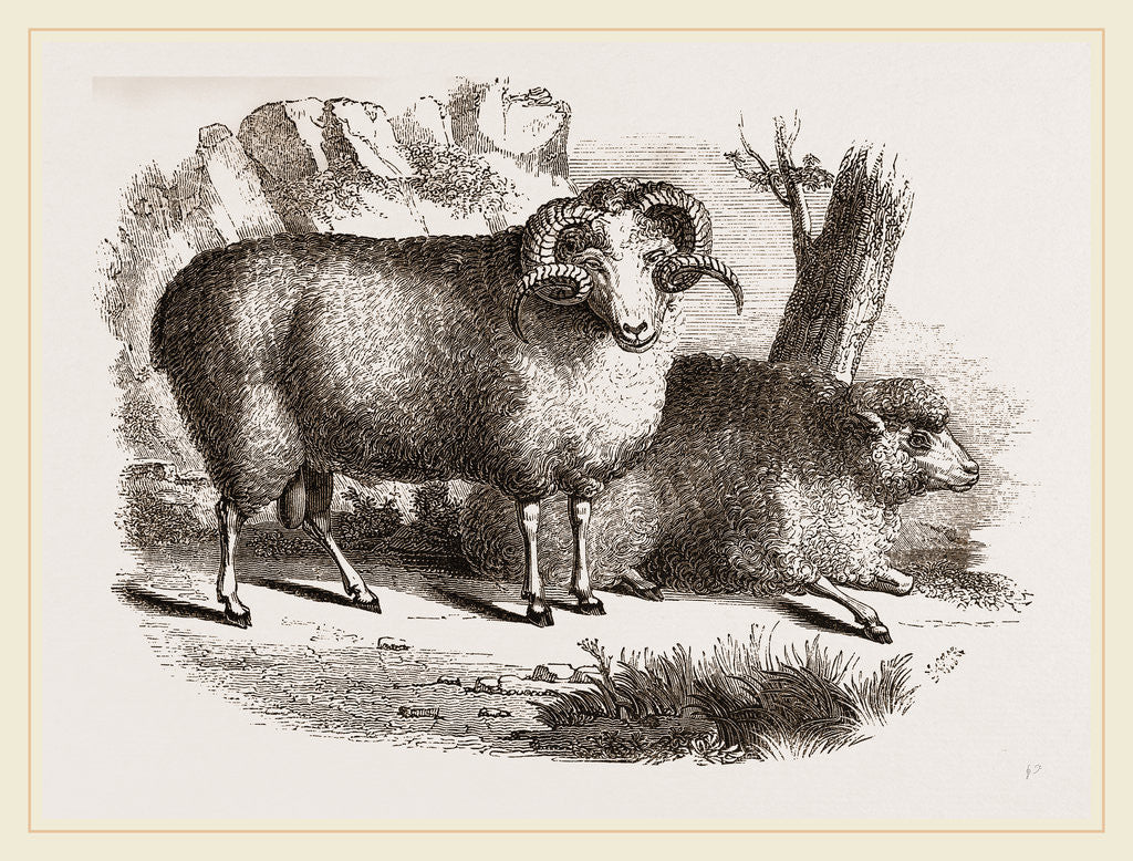 Detail of Merino sheep male and female by Anonymous