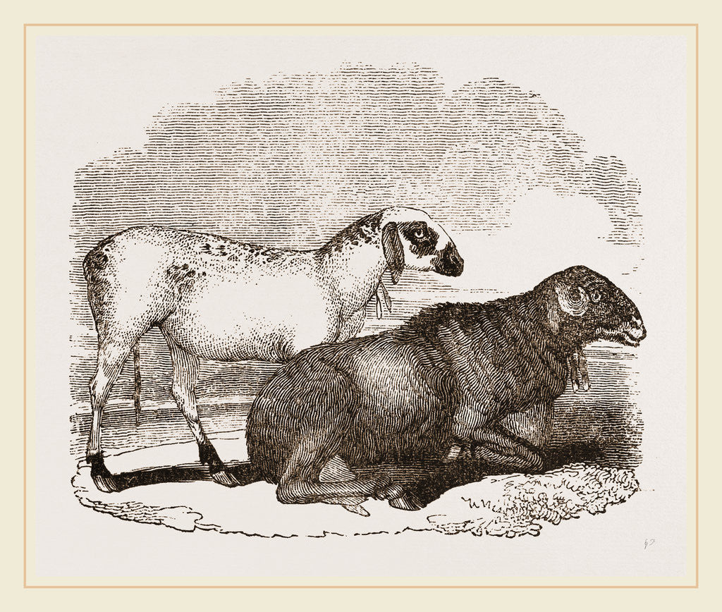 Detail of Guinea Sheep by Anonymous