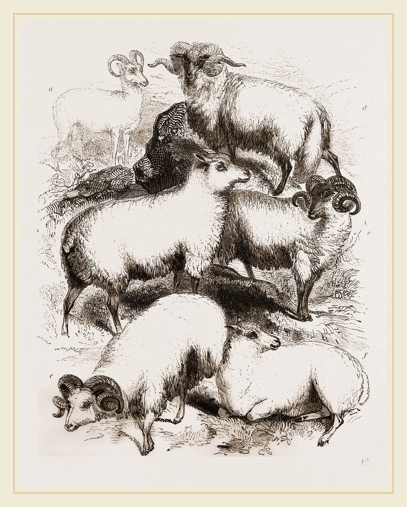 Detail of British Middle-woolled Sheep UK by Anonymous