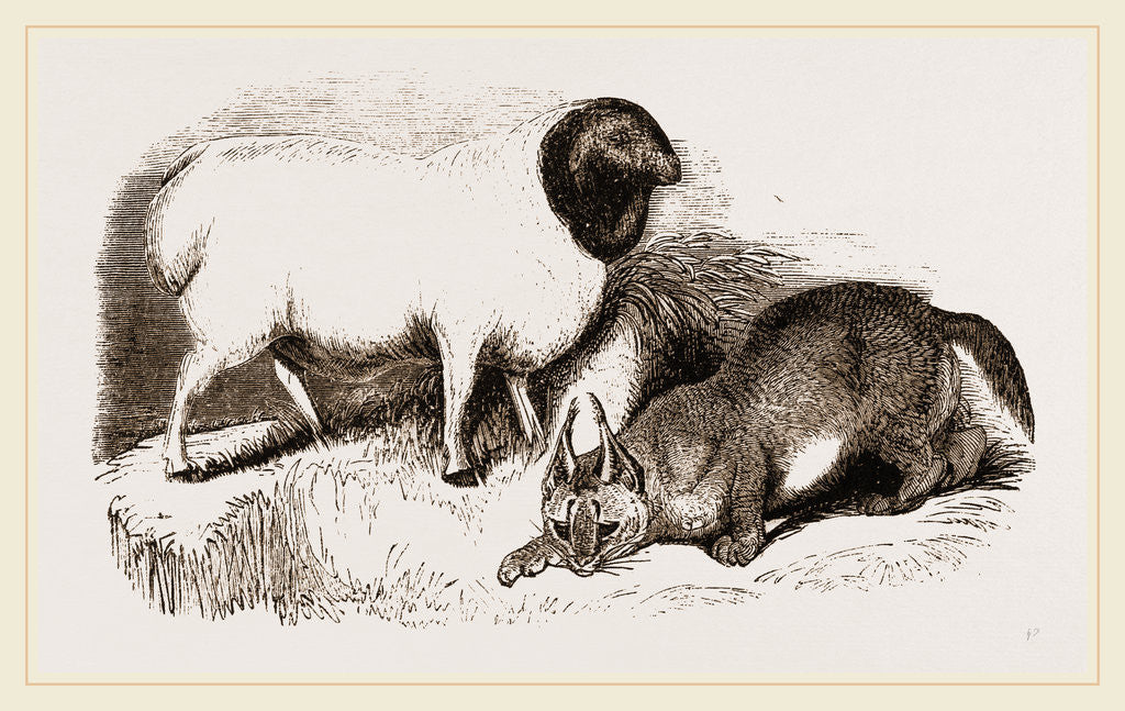 Detail of Persian Sheep and Caracal by Anonymous