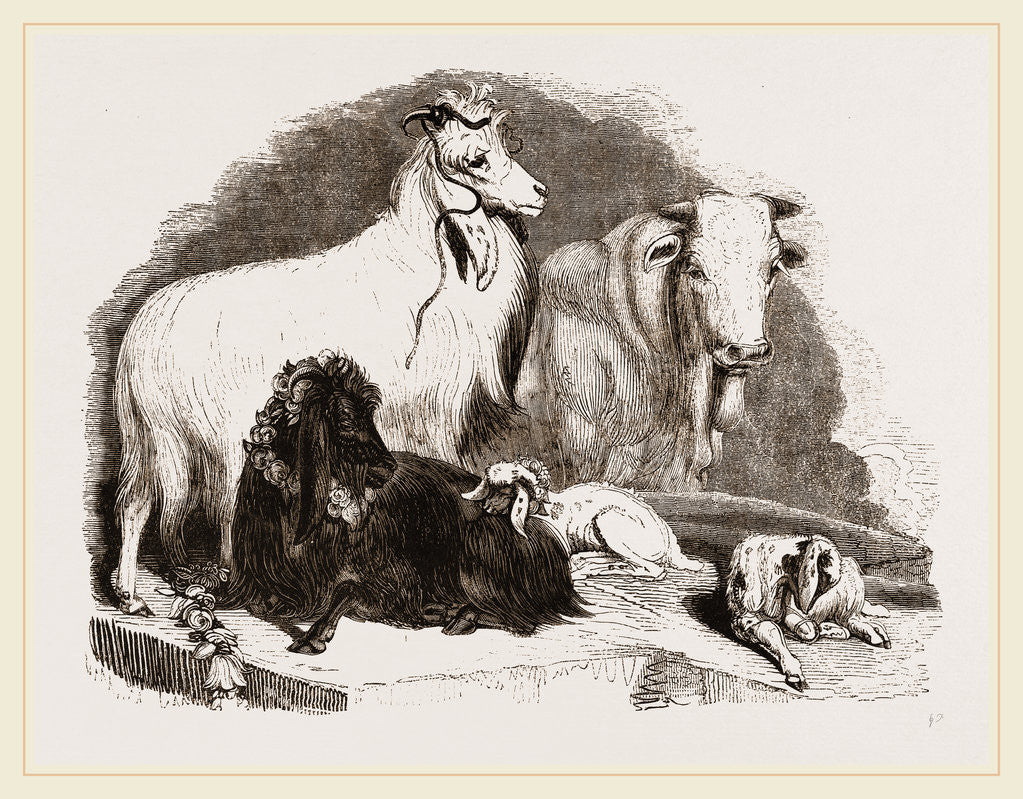 Detail of Long-eared Syrian Goats by Anonymous