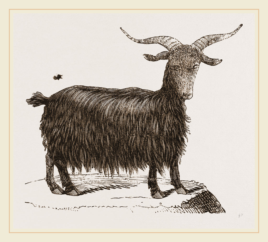 Detail of Cashmir Goat by Anonymous