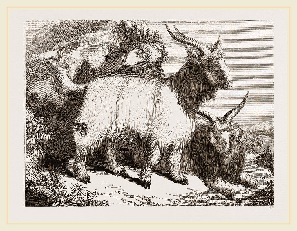 Detail of Caslimir Goats by Anonymous