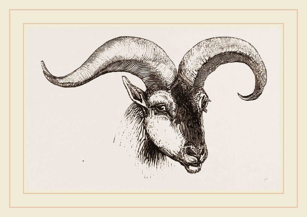 Detail of Head of Armenian Argali by Anonymous
