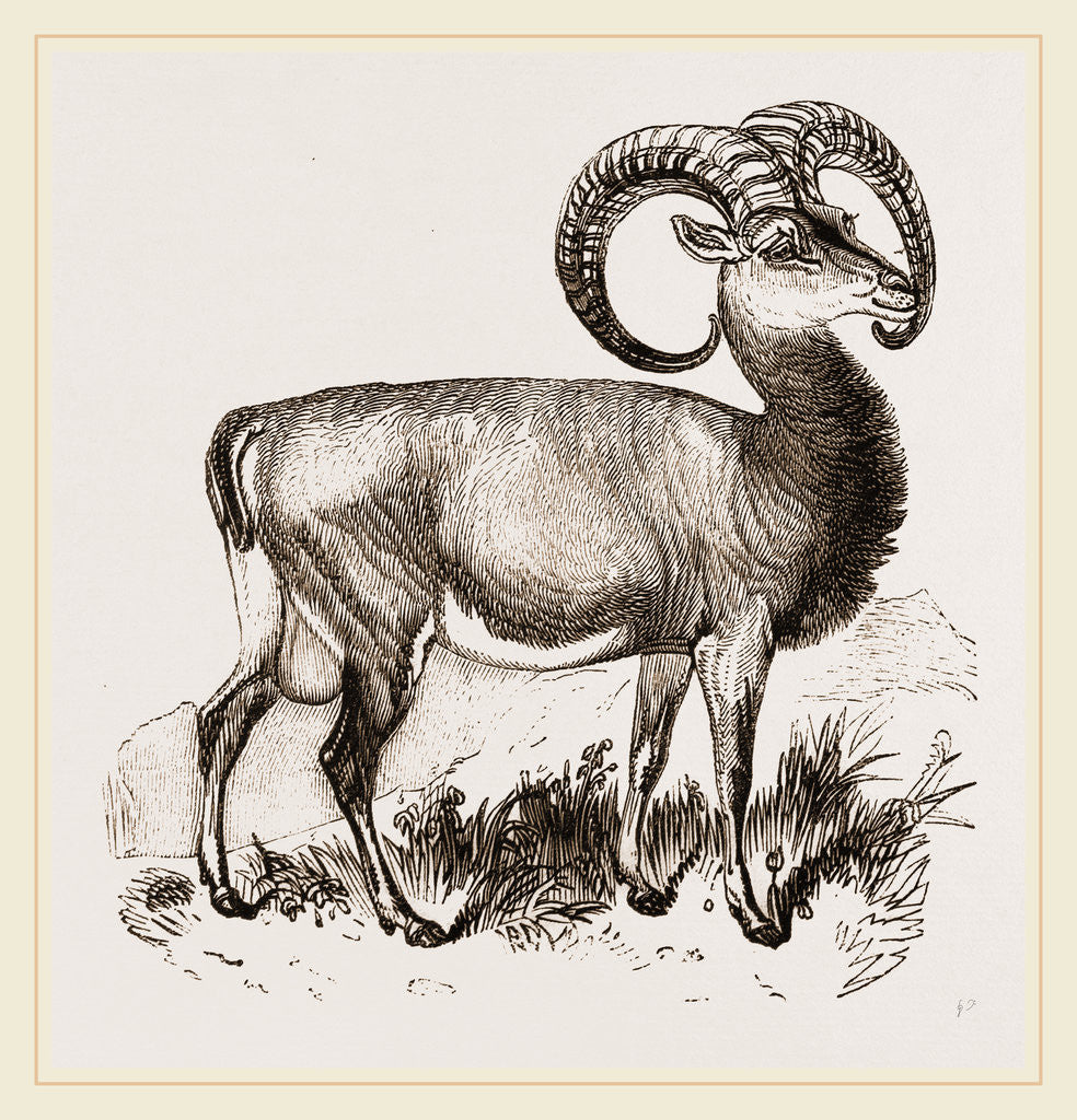 Detail of Mouflon of Corsica by Anonymous