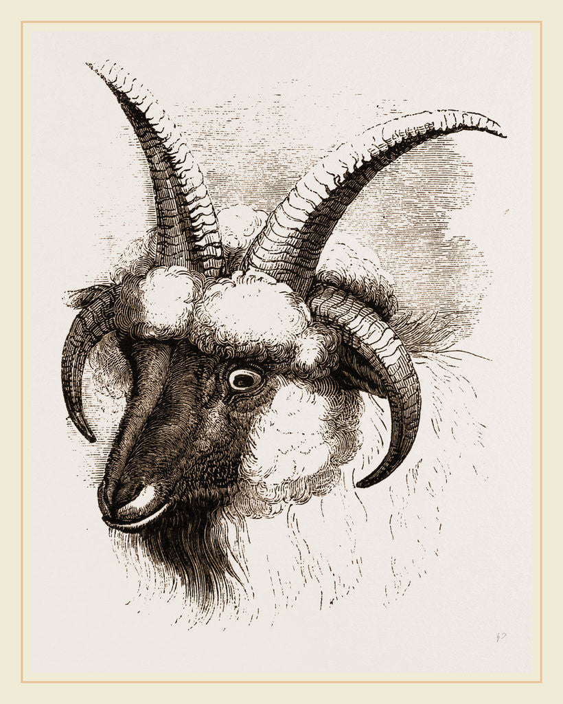 Detail of Head of Four-horned Ram by Anonymous