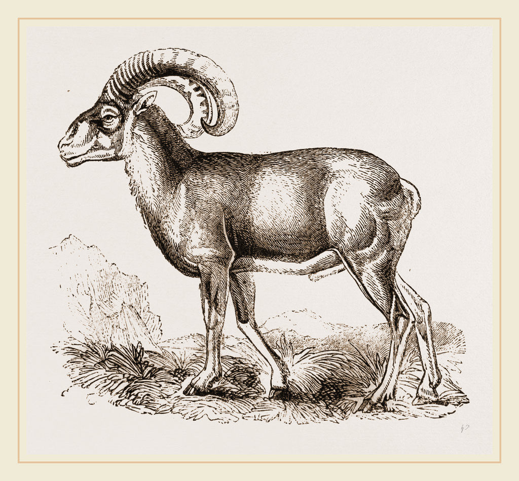 Detail of Mouflon of Corsica by Anonymous