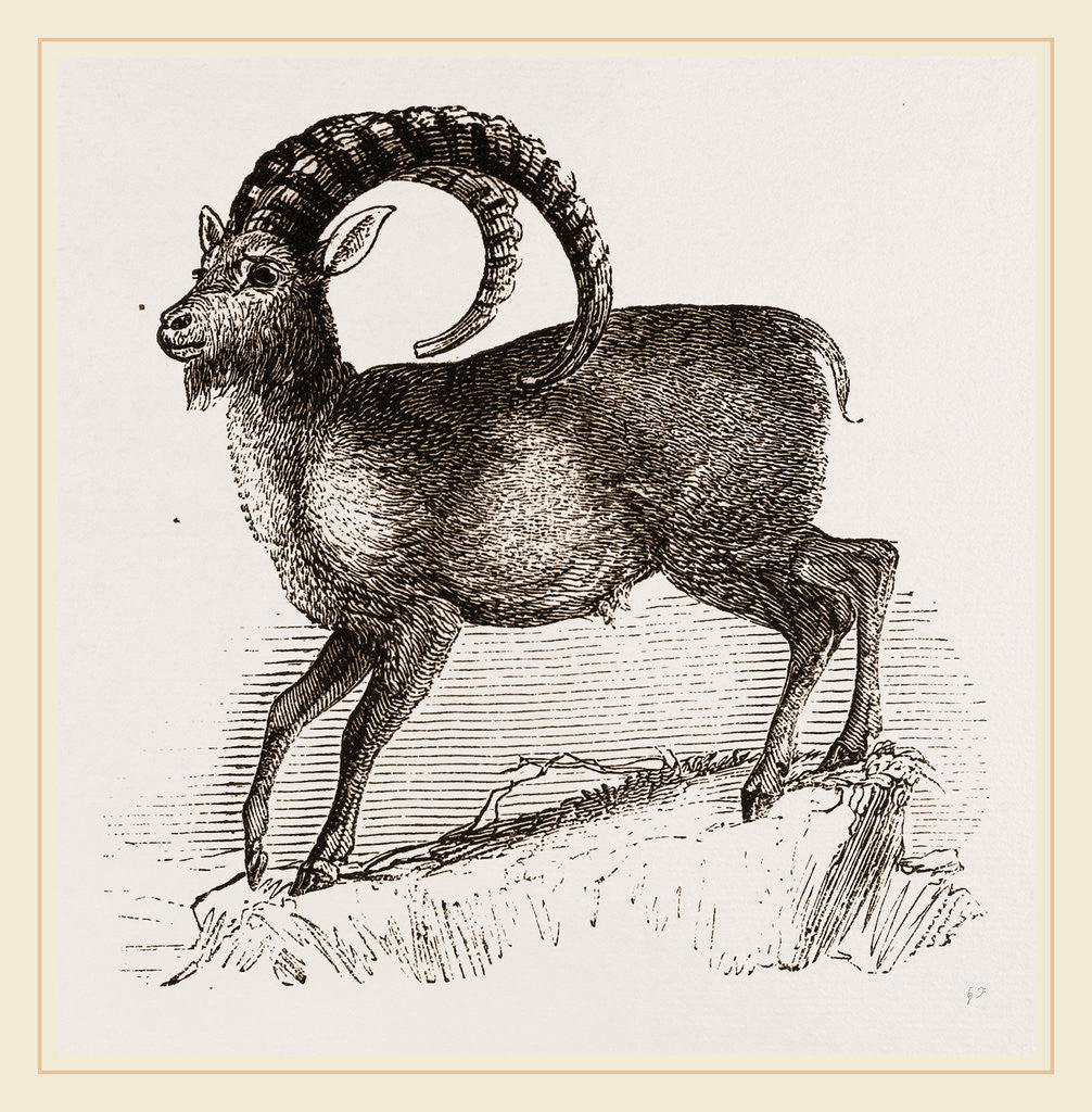 Detail of Ibex by Anonymous
