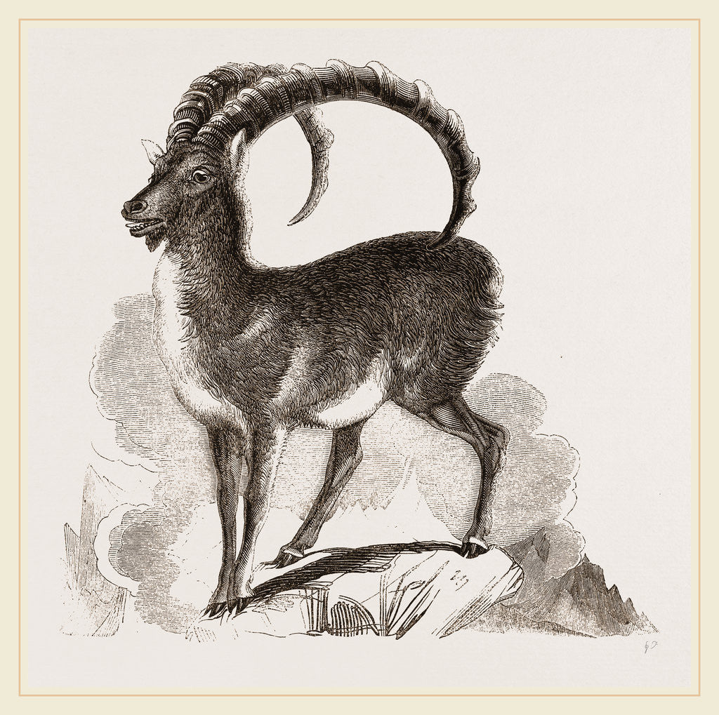 Detail of Ibex by Anonymous