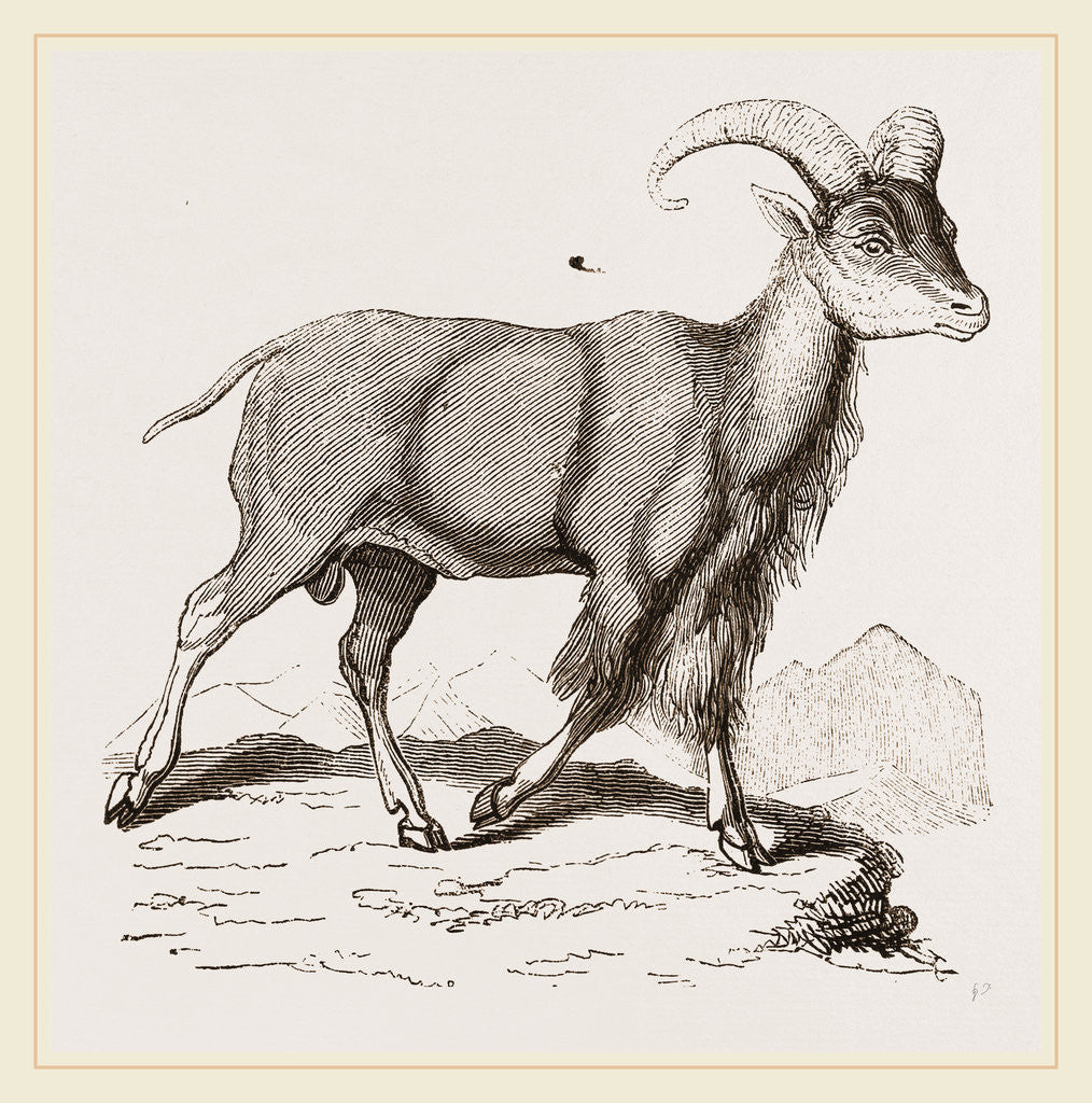 Detail of Aoudad or Kebsch by Anonymous