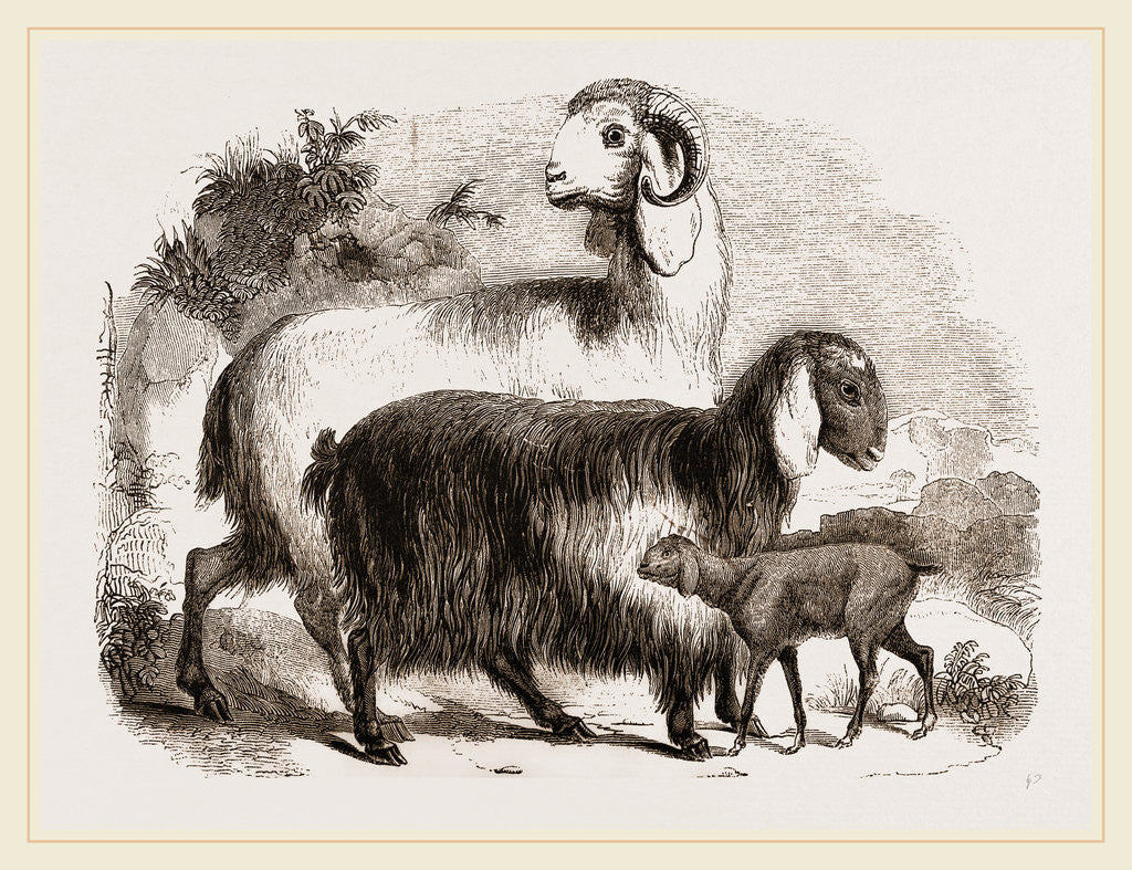 Detail of Long-eared Syrian Goats by Anonymous