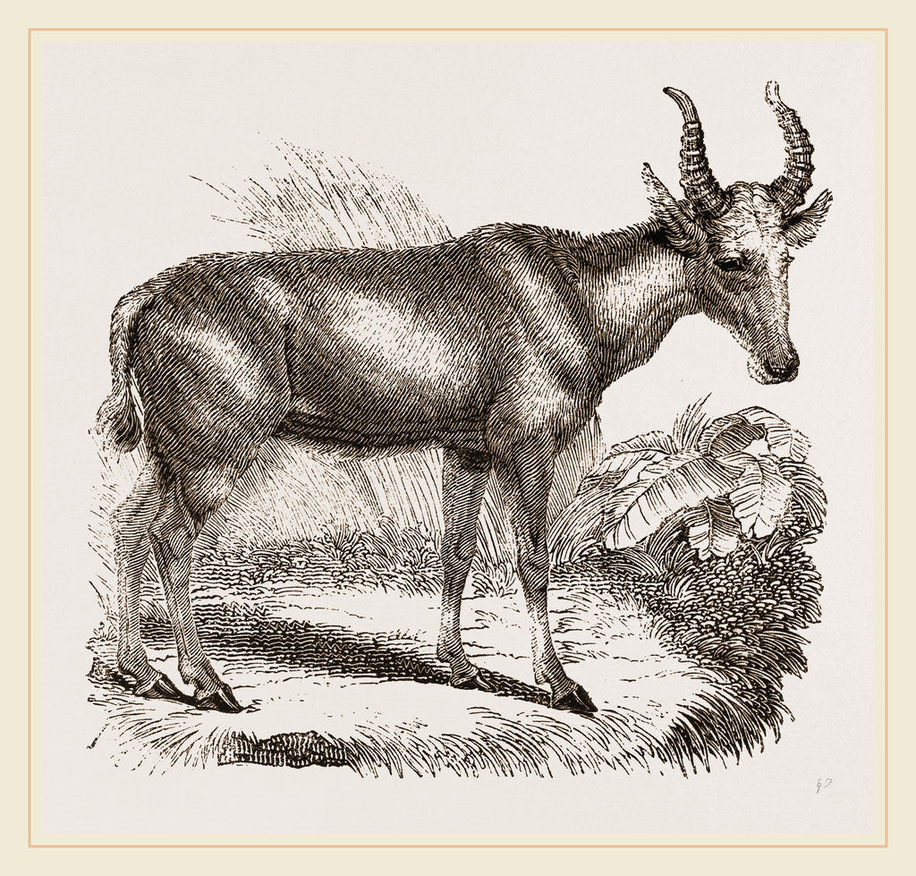 Detail of Wild Ox of the Arabs by Anonymous